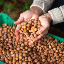 Jefferson Filbert Hazelnut Tree -Plant Seed Store Jefferson Filbert Hazelnut 5
