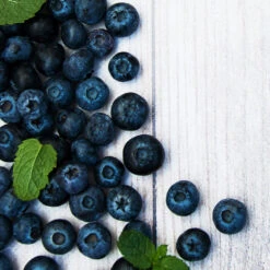 Jewel Blueberry Bush -Plant Seed Store Jewel Blueberry 2