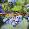 Jewel Blueberry Bush -Plant Seed Store Jewel Blueberry 600x600 d50e0f45 f0d9 4a91 99f6 cec3ff43e14e