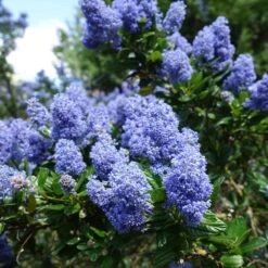 Creeping Mountain Lilac -Plant Seed Store Joyce Coulter California Lilac 2