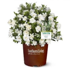 Jubilation™ Gardenia Shrub -Plant Seed Store Jubilation Gardenia 1