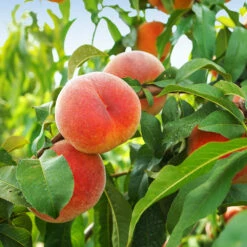 June Gold Peach Tree -Plant Seed Store June Gold peaches 1