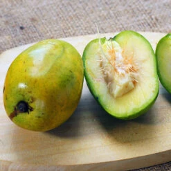 June Plum Tree -Plant Seed Store June Plum 5