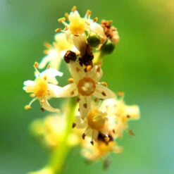 June Plum Tree -Plant Seed Store June Plum 6