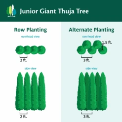 Junior Giant Thuja Tree -Plant Seed Store JuniorGiantThujaTree