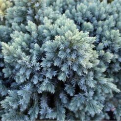 Blue Star Juniper Tree 7 Blue Star Juniper Tree -Plant Seed Store Juniper BLue Star Standard 1 FGT