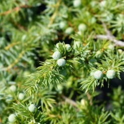Blue Pacific Juniper -Plant Seed Store Juniper Blue Pacific 1