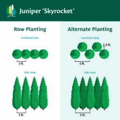 Skyrocket Junipers -Plant Seed Store Juniper Skyrocket