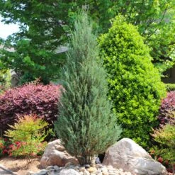 Skyrocket Junipers -Plant Seed Store Juniper Skyrocket 11 FGT