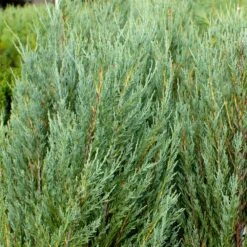 Skyrocket Junipers -Plant Seed Store Juniper Skyrocket 4 FGT