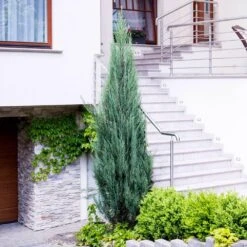 Skyrocket Junipers -Plant Seed Store Juniper Skyrocket 6 FGT