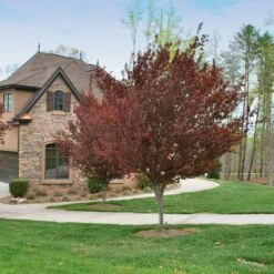 KV' Flowering Plum Tree 10 KV' Flowering Plum Tree -Plant Seed Store KV Flowering Plum 4