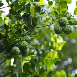 Kaffer 'Kieffer' Lime Tree -Plant Seed Store Kaffir Lime 3 FGT