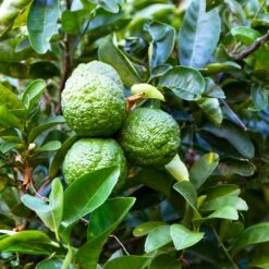 Kaffer 'Kieffer' Lime Tree -Plant Seed Store Kaffir Lime 6