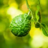 Kaffer 'Kieffer' Lime Tree 1 Kaffer 'Kieffer' Lime Tree -Plant Seed Store Kaffir Lime FGT 600x600 5eb7554c 950a 4396 b99d 7aa18ed8484e