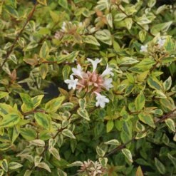 Kaleidoscope Abelia Shrub -Plant Seed Store Kaleidoscope Abelia 2 FGT