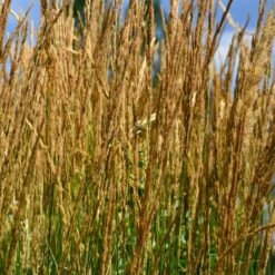 Karl Foerster Grass -Plant Seed Store Karl Foerster Grass 2