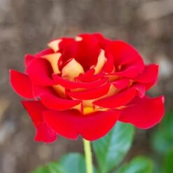 Ketchup And Mustard Rose Shrub 7 Ketchup And Mustard Rose Shrub -Plant Seed Store Ketchup and Mustard Rose 1 FGT