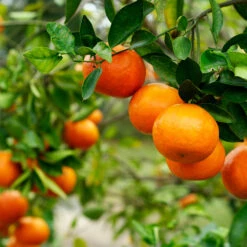 Kishu Mandarin Tree (Seedless) 9 Kishu Mandarin Tree (Seedless) -Plant Seed Store Kishu Mandarin Tree 4