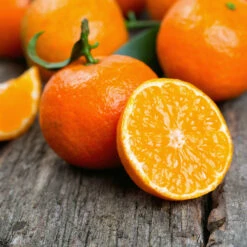 Kishu Mandarin Tree (Seedless) 10 Kishu Mandarin Tree (Seedless) -Plant Seed Store Kishu Mandarin Tree 6