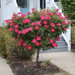 Knock Out® Rose Tree -Plant Seed Store Knockout Rose Tree Red 2 FGT