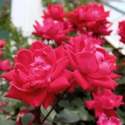 Knock Out® Rose Tree -Plant Seed Store Knockout Rose Tree Red 4 FGT