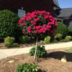 Knock Out® Rose Tree -Plant Seed Store Knockout Rose Tree Red FGT