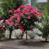 Knock Out® Rose Tree 1 Knock Out® Rose Tree -Plant Seed Store Knockout Rose Tree Red FGT 600x600 5719ae0c cb19 49f9 a38a 85fd12c97728