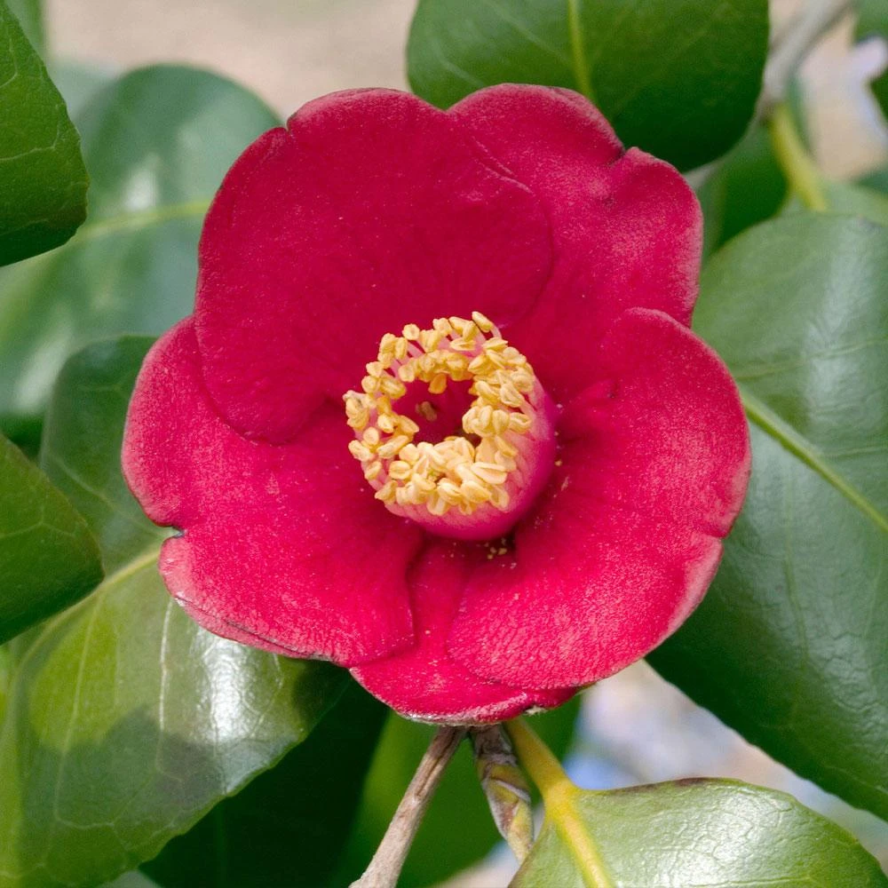 Korean Fire Camellia Shrub 4 Korean Fire Camellia Shrub - Image 2