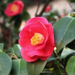 Korean Fire Camellia Shrub 8 Korean Fire Camellia Shrub -Plant Seed Store Korean Fire Camellia 5 FGT