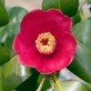 Korean Fire Camellia Shrub -Plant Seed Store Korean Fire Camellia FGT 600x600 a9e192f0 5d14 41bb 81e0 69b14654d63e