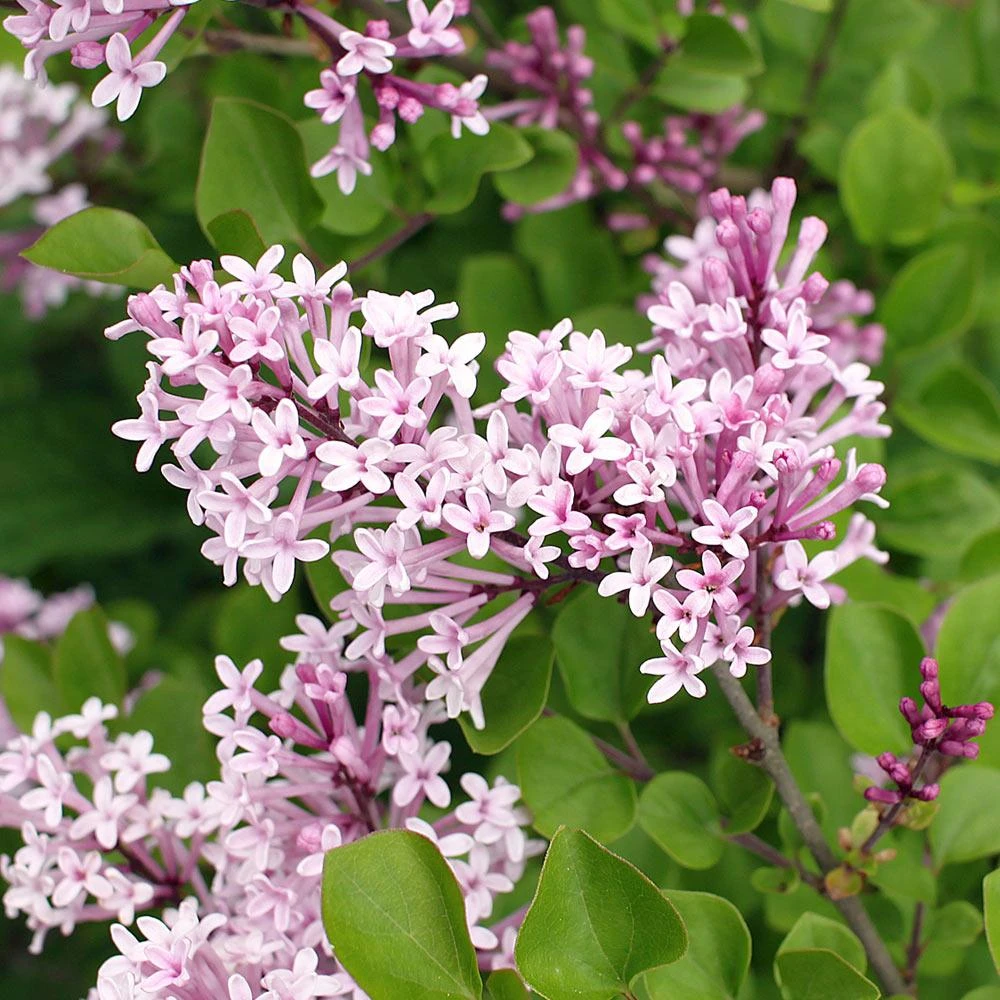 Dwarf Korean Lilac Shrub 5 Dwarf Korean Lilac Shrub - Image 3