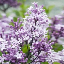 Dwarf Korean Lilac Tree -Plant Seed Store Korean Lilac Tree 2 BB