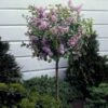 Dwarf Korean Lilac Tree -Plant Seed Store Korean Lilac Tree 3 BB 600x600 22baf837 6d5e 480e 8be0 394b92f5c239