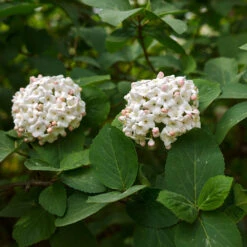 Korean Spice Viburnum Shrub -Plant Seed Store Korean Spice Viburnum 3