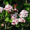 Korean Spice Viburnum Shrub -Plant Seed Store Korean Spice Viburnum 600x600 bf51b000 59e7 42b2 805e ab2fc59182f2