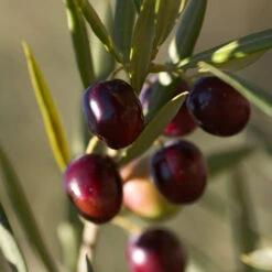 Koroneiki Greek Olive Tree - USDA Organic -Plant Seed Store Koroneiki Olive 2 FGT db93b214 428c 4733 979d a70f1f9b9f7f