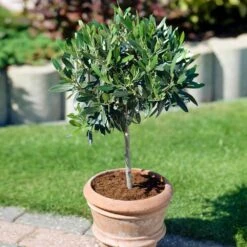 Koroneiki Greek Olive Tree - USDA Organic -Plant Seed Store Koroneiki Olive 3 31e3ee23 25de 4799 af8c 810231e5263d