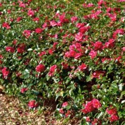 Kramers Camellia Shrub -Plant Seed Store Kramers Camellia FGT 1