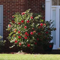Kramers Camellia Shrub -Plant Seed Store Kramers Camellia FGT 5