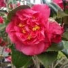 Kramers Camellia Shrub -Plant Seed Store Kramers Camellia FGT 600x600 b6ff6f90 18d4 4af6 8a42 ce6318e1b77d