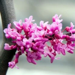 Lavender Twist® Weeping Redbud Tree -Plant Seed Store LAVENDER TWIST THUMB 6e0b03e6 c145 40fa 9261 d759a9ab9546