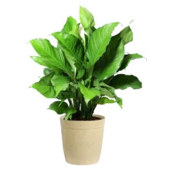 Peace Lily Plant -Plant Seed Store LIL PEA.10 Beige Delilah