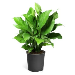 Peace Lily Plant -Plant Seed Store LIL PEA.10 standard pot