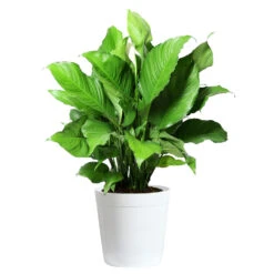 Peace Lily Plant -Plant Seed Store LIL PEA.10 white Delilah