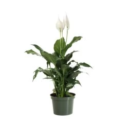 Peace Lily Plant -Plant Seed Store LIL PEA.6