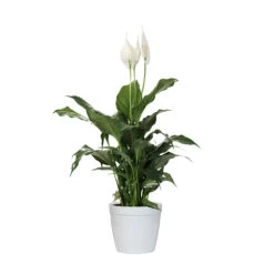 Peace Lily Plant -Plant Seed Store LIL PEA1 delilah white