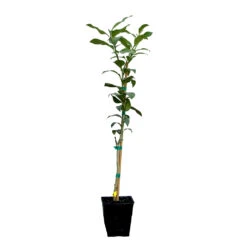 Key Lime Tree 17 Key Lime Tree -Plant Seed Store LIM KEY 12 QT