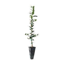 Key Lime Tree 15 Key Lime Tree -Plant Seed Store LIM KEY 23 C