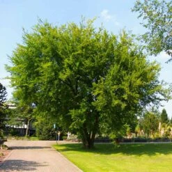 Lacebark Chinese Elm Tree -Plant Seed Store Lacebark Chinese Elm 10 FGT